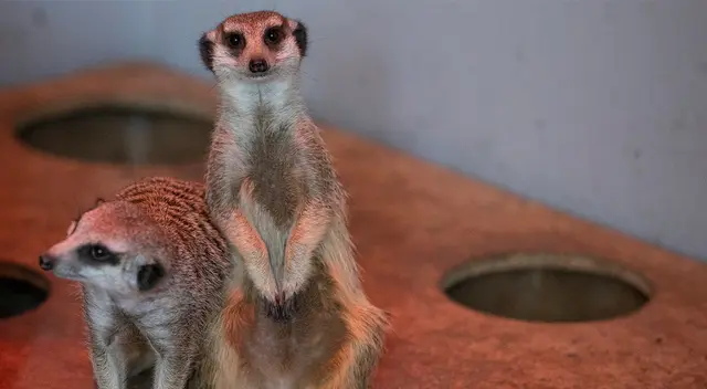 Suricatas serán la nueva atracción del Parque de las Leyendas.