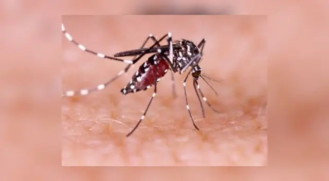 reportan 16 casos de dengue en el distrito de Pacanguilla
