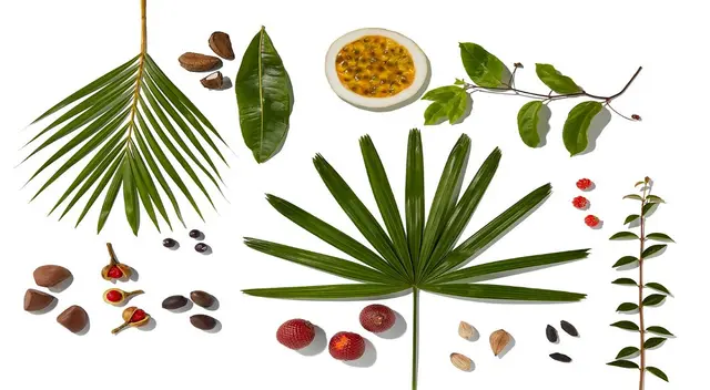 Los frutos de la Amazonía son muy beneficios para la piel. Los frutos de la Amazonía son muy beneficios para la piel.