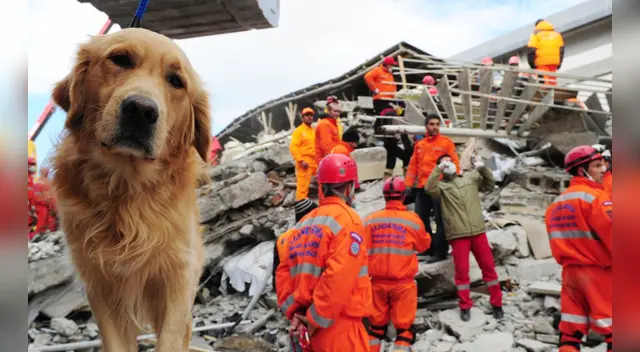 ¿Cómo entrenar a tu mascota para desastres naturales? ¿Cómo entrenar a tu mascota para desastres naturales?