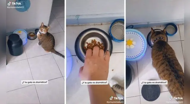 Al final, la gatita cumplió su cometido.