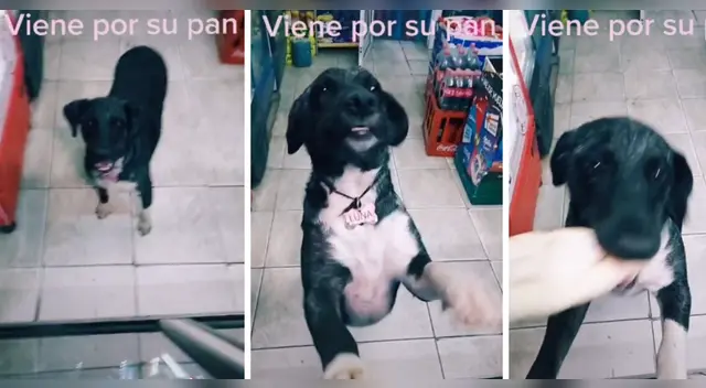 La tierna escena cautivó a los usuarios en las redes sociales. La tierna escena cautivó a los usuarios en las redes sociales.