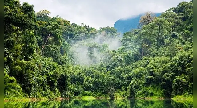 Los bosques proporcionan servicios de un valor incalculable por su biodiversidad.