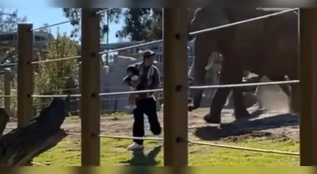 Un padre fue arrestado bajo sospecha de poner en riesgo a su hija de dos años después de meterla en el área de los elefantes. Un padre fue arrestado bajo sospecha de poner en riesgo a su hija de dos años después de meterla en el área de los elefantes.