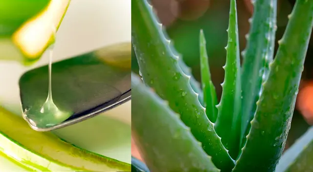 La resina de la sábila lo puedes consumir solo y en ayunas.