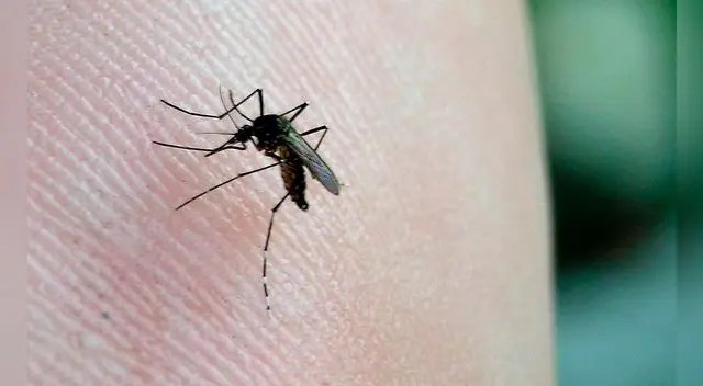 Minsa se pronuncia por el dengue.