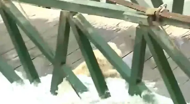 El perrito iba cruzando el puente con su dueña pero fue arrastrado por el caudal del río. El perrito iba cruzando el puente con su dueña pero fue arrastrado por el caudal del río.
