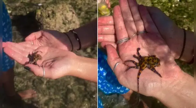 Una 'tiktoker' sostiene en sus manos un pulpo de anillos azules. Una 'tiktoker' sostiene en sus manos un pulpo de anillos azules.
