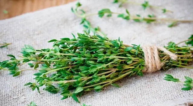 El tomillo ayuda a tratar infecciones del sistema respiratorio. El tomillo ayuda a tratar infecciones del sistema respiratorio.