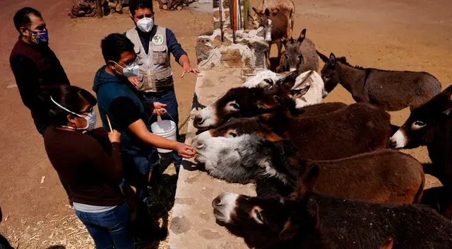 “No es un burro más al que desechar tras haber trabajado y sufrido toda su vida”, indicó el administrador de Burrolandia.