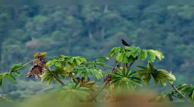 Miles de hectáreas de bosques y cientos de especies serán protegidas de aprobarse propuesta