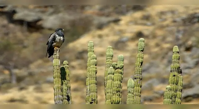 Cajamarca a punto de tener dos áreas de conservación regional
