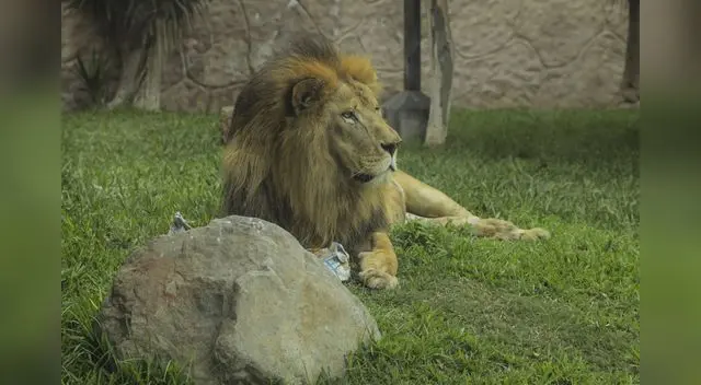 León del Parque de las Leyendas