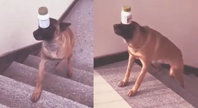 Peculiar video del perro se viralizó en las redes sociales.