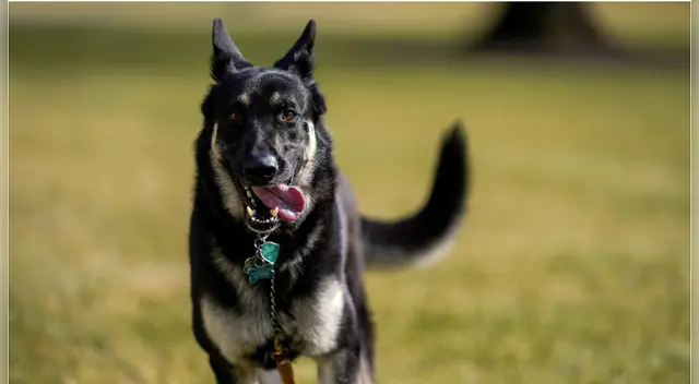 Major, Mascota del presidente Joe Biden