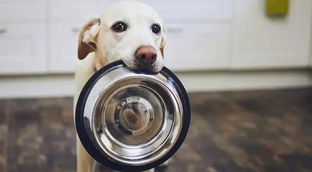 ¿Insectos en el plato de tu mascota? Conoce aquí los tips que debes seguir para evitarlo. ¿Insectos en el plato de tu mascota? Conoce aquí los tips que debes seguir para evitarlo.