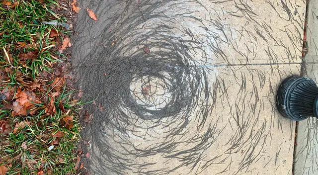 Algunos expertos señalan que nunca antes habían visto algo similar en lombrices de tierra. Algunos expertos señalan que nunca antes habían visto algo similar en lombrices de tierra.