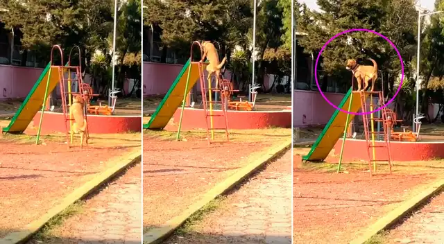 TikTok video viral: Perrito aprovecha su hora de paseo para subir a ...