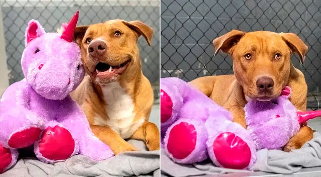 Apenas tres días después Sisu fue asignado a una familia, que por supuesto, se hará también cargo de su unicornio morado.