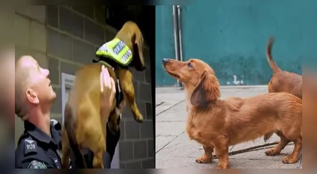 Policías son virales por presentar a perros salchichas como nuevos refuerzos de unidad canina.