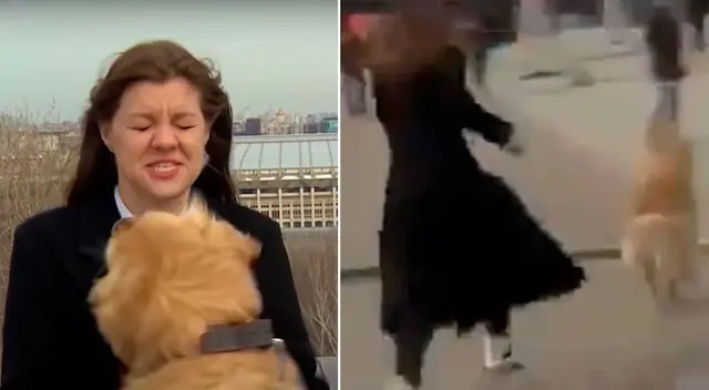 El perro salió corriendo con el micrófono de la reportera entre los dientes. El perro salió corriendo con el micrófono de la reportera entre los dientes.