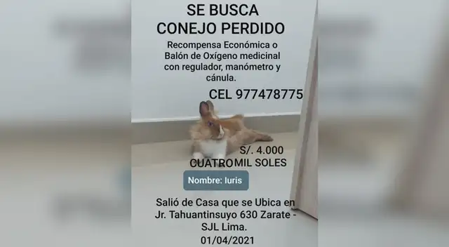 Familia busca a conejito que se perdió en SJL. De recompensa ofrecen un balón de oxígeno o S/ 4000. Familia busca a conejito que se perdió en SJL. De recompensa ofrecen un balón de oxígeno o S/ 4000.