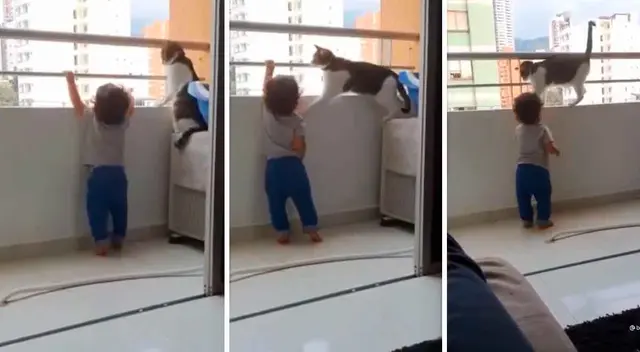 Conmoción en redes por el gato salvavidas. Conmoción en redes por el gato salvavidas.