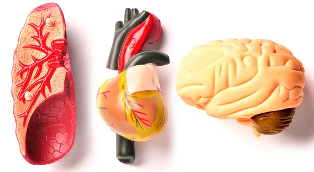 Algunas de las secuelas del COVID-19 causan afecciones a los pulmones, corazón, y cerebro.