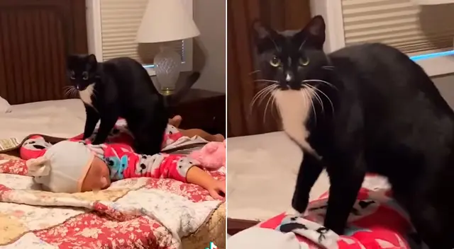 El tierno gatito le dio masajes en la espalda a la pequeña hija de su dueña.