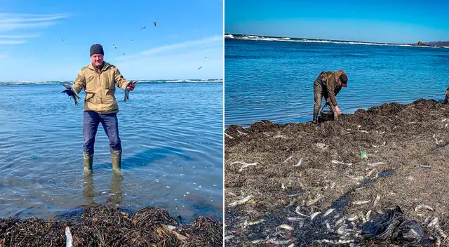 Una gran multitud de peces arenques aparecieron en una playa del suroeste de la isla rusa de Sajalín.