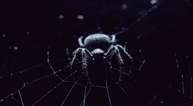 Si sueñas que una araña pica a otra persona, significa cometiste un error . Si sueñas que una araña pica a otra persona, significa cometiste un error .