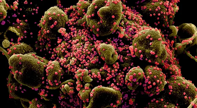 La institución explicó que las variantes de Manaos, Rio de Janeiro y Reino Unido tienen “mutaciones críticas”. La institución explicó que las variantes de Manaos, Rio de Janeiro y Reino Unido tienen “mutaciones críticas”.