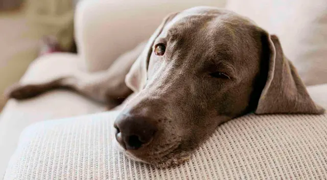 La colitis es una enfermedad intestinal que daña el colon de tu mascota.