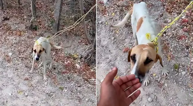 El emotivo video logró obtener más de 24 millones de reproducciones en TikTok. El emotivo video logró obtener más de 24 millones de reproducciones en TikTok.