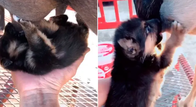 El tierno video logró obtener más de 8 millones de reproducciones em TikTok. El tierno video logró obtener más de 8 millones de reproducciones em TikTok.