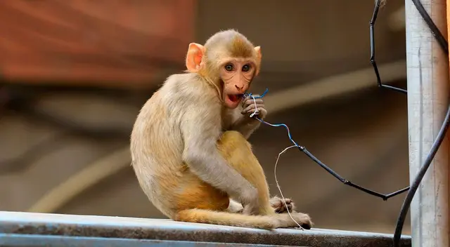 La nueva forma de delincuencia fue denunciada en las calles de la ciudad de Nueva Delhi en la India. La nueva forma de delincuencia fue denunciada en las calles de la ciudad de Nueva Delhi en la India.