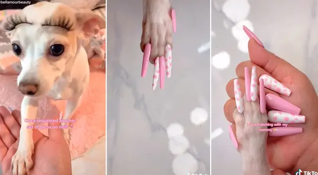 Joven le puso uñas postizas a su perrito