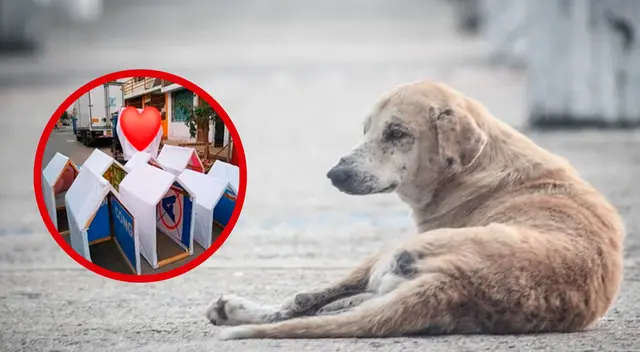 “Sacamos las pancartas y con los palos de madera les damos la forma”, contó María de los Ángeles, encargada de la Asociación Juvenil Lidérate.