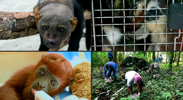 Aprende qué animales pueden ser considerados mascotas.