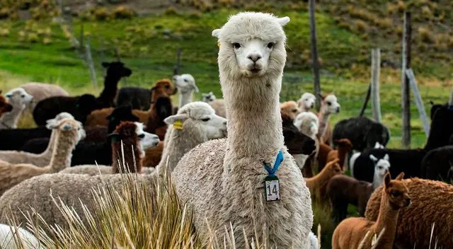 Se trata del anticuerpo W25 de la alpaca Buddha. Se trata del anticuerpo W25 de la alpaca Buddha.