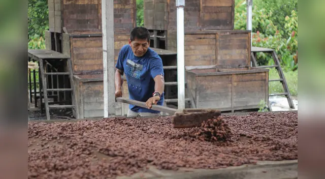 Familias productoras de cacao son beneficiados con manejo integrado de plagas.