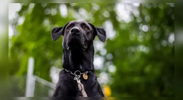 Estudio revela que los perros pueden detectar positivos de COVID-19 con una precisión del 96% .