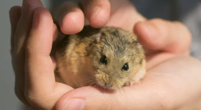 Interactúa con mucho cuidado. Mantén sus vacunas al día para evitar infecciones.