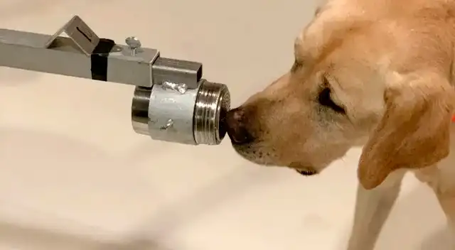 Poncho, un labrador retriever amarillo de dos años y medio, fue uno de los perros entrenados en esta investigación.