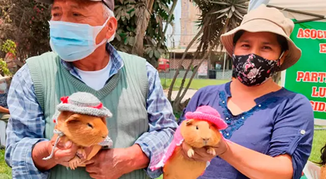 Entre los componentes desarrollados se puso en práctica las técnicas de agricultura ecológica y crianza de cuyes mejorados.