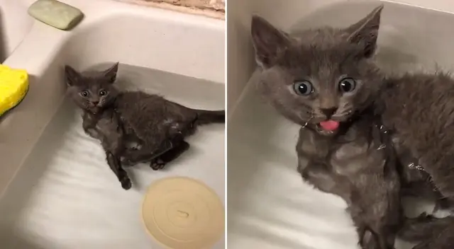 El divertido video logró obtener más de 4 millones de reproducciones en TikTok.