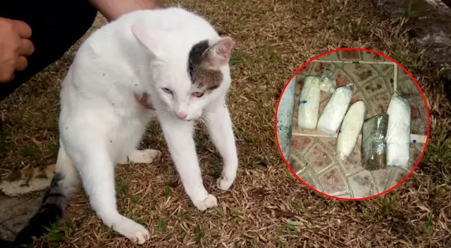 El gato fue entregado a una fundación de ayuda  a los animales para su adopción.