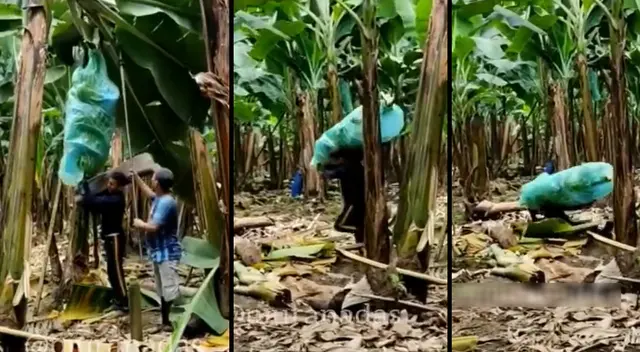 Peculiar video de la caída del trabajador se viralizó en las redes sociales. Peculiar video de la caída del trabajador se viralizó en las redes sociales.