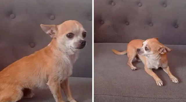 Para cualquier información sobre su paradero, puedes llamar al 956 796 893 o al 953 899 141. Para cualquier información sobre su paradero, puedes llamar al 956 796 893 o al 953 899 141.