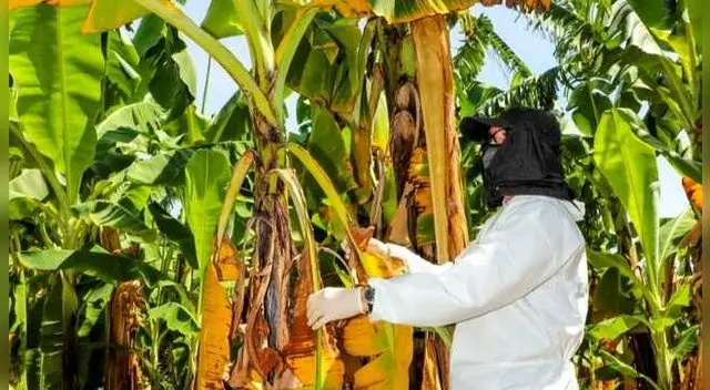 Plaga aparecida en Piura se encuentra siendo vigilada de cerca por el Senasa. Plaga aparecida en Piura se encuentra siendo vigilada de cerca por el Senasa.